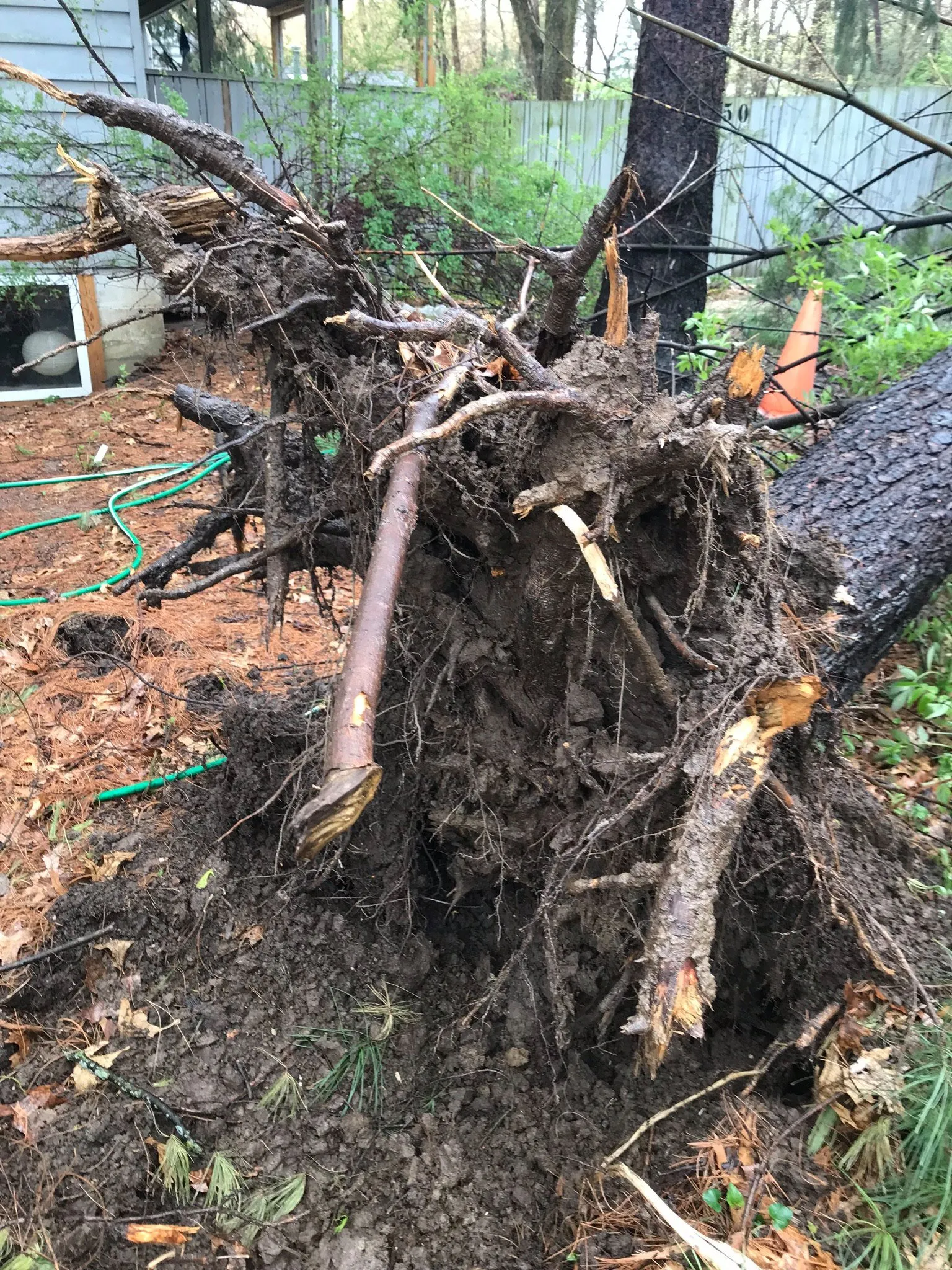 Christmas Tree Removal Service In Renton